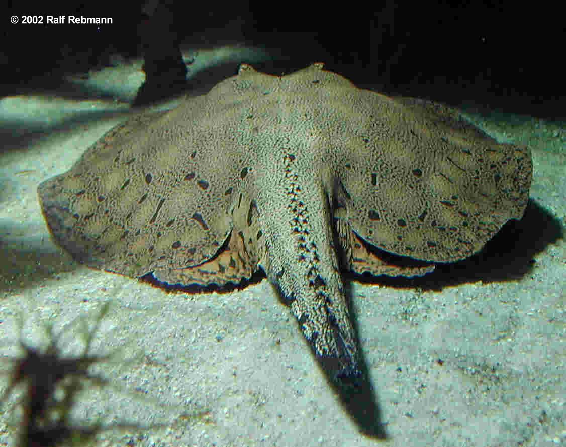 Potamotrygon reticulatus Bild01